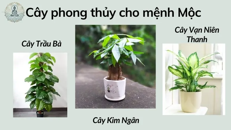 Cây phong thủy cho người mệnh Mộc