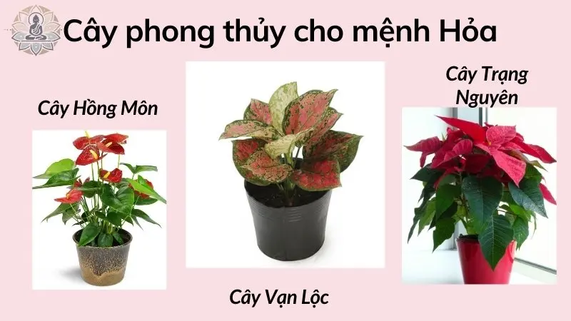 Cây phong thủy cho người mệnh Hỏa