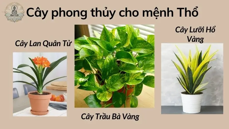 Cây phong thủy cho người mệnh Thổ