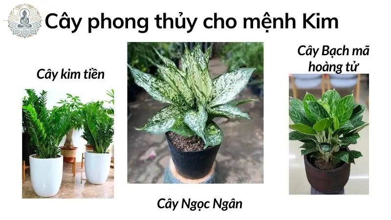 Hướng dẫn chọn cây phong thủy theo mệnh