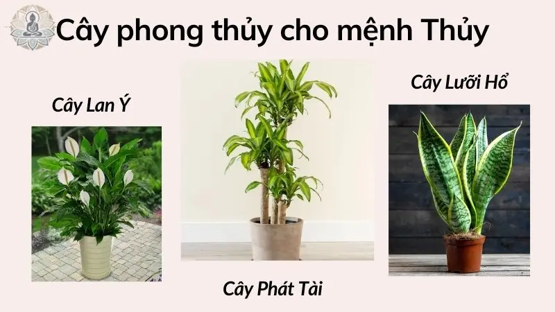 Cây phong thủy cho người mệnh Thủy