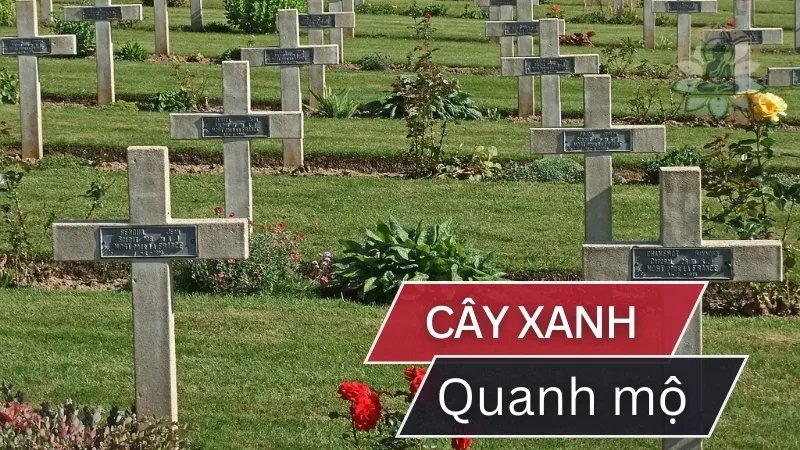 Top 10 loại cây xanh nên trồng quanh mộ để mang lại phúc lộc