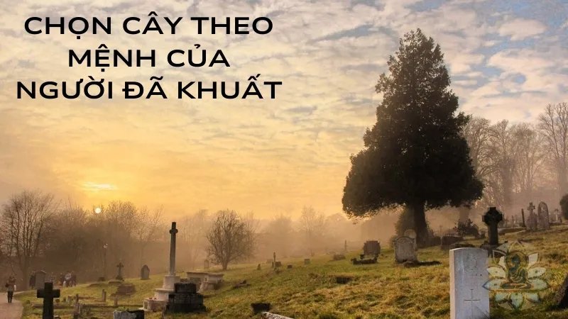 Cách lựa chọn cây xanh phù hợp theo từng yếu tố phong thủy