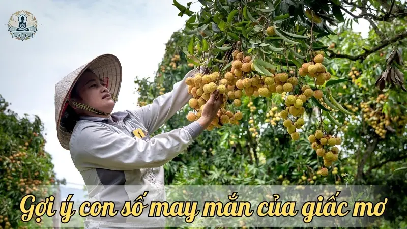 Gợi ý con số may mắn 