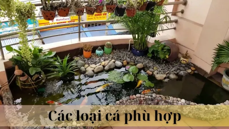 Vị trí đặt hồ cá ngoài sân 05