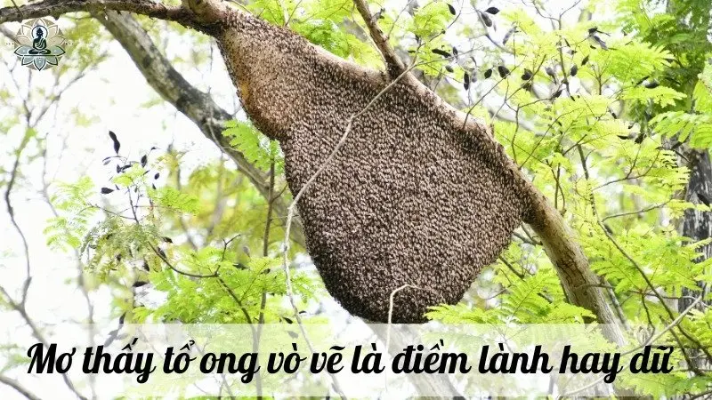 Mơ thấy tổ ong vò vẽ là điềm lành hay dữ