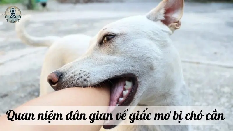 Quan niệm dân gian về giấc mơ bị chó cắn