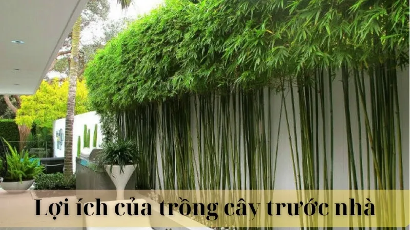 Những cây trồng trước nhà hợp phong thủy 02