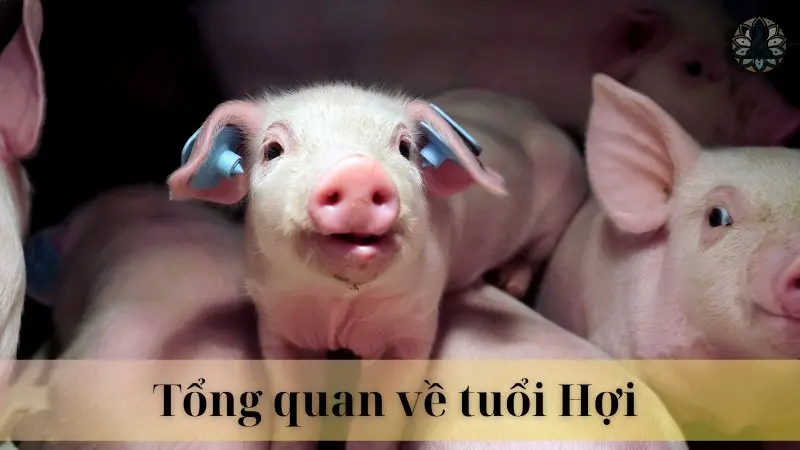 Tổng quan về tuổi hợi 