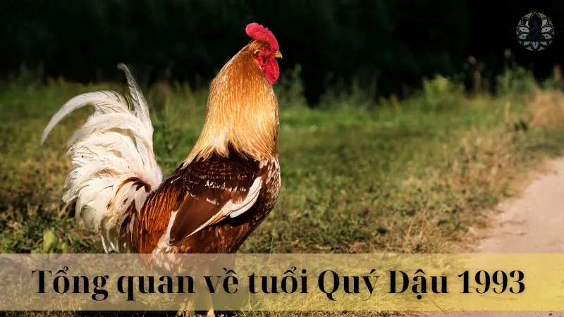 Tổng quan về tuổi Quý Dậu 1993 