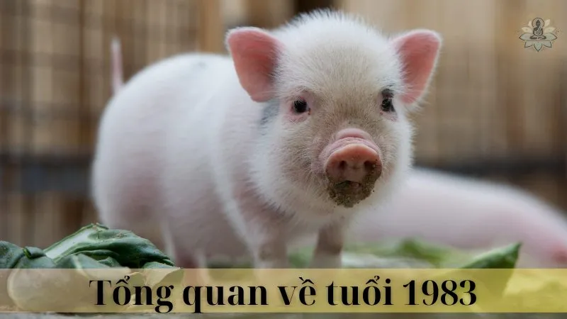 Tuổi 1981 và 1983 có hợp làm ăn không 07