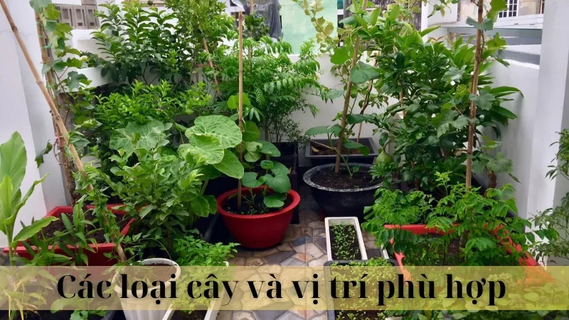 Vị trí đặt cây hợp phong thủy 04