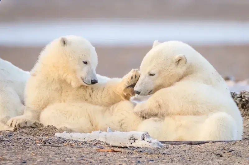 Ảnh gấu trắng hoạt hình cute trái tim, thể hiện sự ngọt ngào, đáng yêu