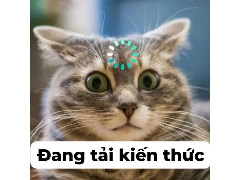 Bộ sưu tập ảnh meme mèo hài hot nhất mạng xã hội