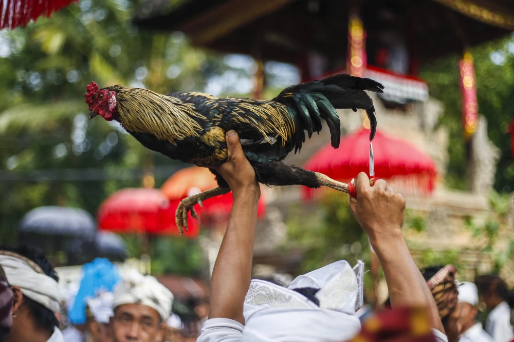 Quy Tắc Và Luật Chơi Đá Gà Cựa Sắt Cơ Bản Bạn Cần Biết
