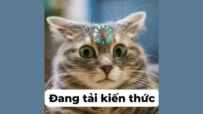 Không thể bỏ qua ảnh meme hài cute, nhìn là mê ngay