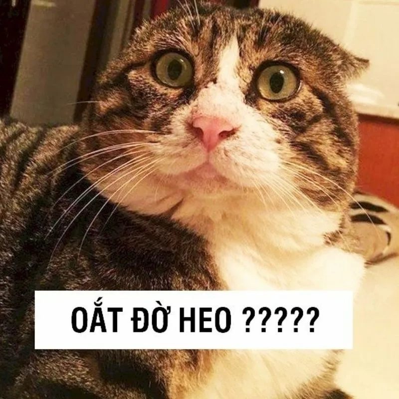 Loạt hình meme hài hước, xem ngay để có những phút giây thư giãn