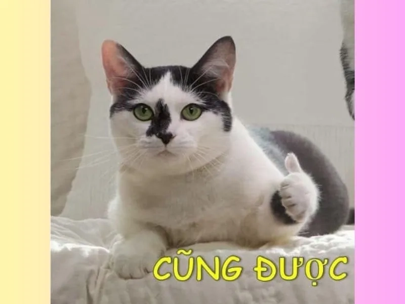 Mèo bựa meme – Khi boss lầy lội hơn cả con sen