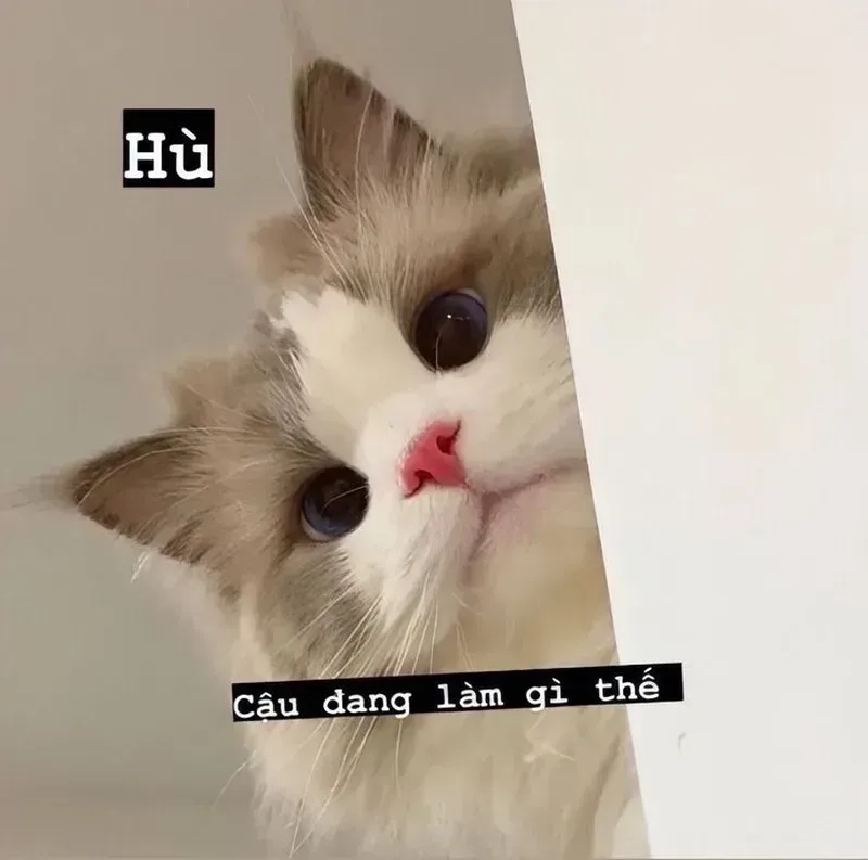 Không thể rời mắt khỏi ảnh meme mèo cute, vừa ngộ nghĩnh vừa hài