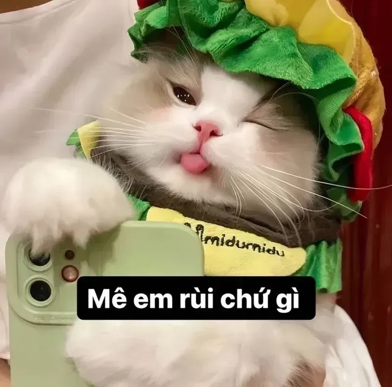 Cười ngất với meme ảnh mèo cute, đáng yêu nhưng không kém phần lầy