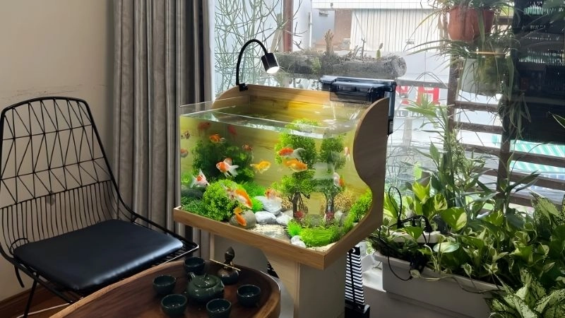 Lưu ý về số lượng và màu sắc cá nuôi