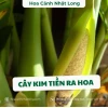 Cây kim tiền ra hoa: Điềm lành phong thủy và cách chăm sóc để đón lộc