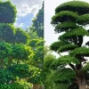 Cây trồng trong nhà: Lựa chọn phong thủy và ý nghĩa tài lộc 2026