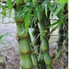 Cây Trúc Quan Âm Phong Thủy: Ý Nghĩa, Hình Thái và Cách Chăm Sóc