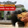 Chó Vào Nhà Là Điềm Gì? Giải Mã Ý Nghĩa Tâm Linh Chi Tiết Nhất 2026