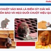 Chuột Vào Nhà Là Điềm Gì Giải Mã Ý Nghĩa Tâm Linh Và Cách Xử Lý Hiệu Quả