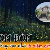 Đom đóm bay vào nhà là điềm gì? Giải mã ý nghĩa tâm linh bất ngờ