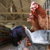 Gà mái gáy là điềm gì? Giải mã bí ẩn tâm linh và khoa học