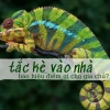 Giải mã điềm báo: Tắc kè vào nhà là điềm gì và ý nghĩa phong thủy