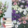 Giải mã ý nghĩa hoa cát tường theo từng màu sắc và dịp tặng
