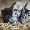 Mèo Vào Nhà Là Điềm Gì? Giải Mã Ý Nghĩa Phong Thủy và Cách Hóa Giải