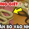 Rắn vào nhà là điềm gì? Giải mã ý nghĩa tâm linh chi tiết