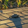 Rùa bò vào nhà là điềm gì? Giải mã ý nghĩa và cách xử lý