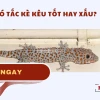 Tắc kè kêu 11 tiếng: Giải mã điềm báo tâm linh và phong thủy