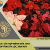 Tuổi Đinh Mão 1987 Trồng Cây Gì Hợp Phong Thủy Năm 2026