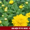 Ý nghĩa Hoa Cúc Vàng: Biểu tượng của sự sung túc và thanh cao