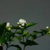 Ý nghĩa hoa nhài: Biểu tượng của sự tinh khiết, may mắn và tình yêu