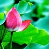 Ý nghĩa hoa sen và vẻ đẹp người phụ nữ Việt Nam