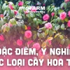 Ý nghĩa hoa trà: Biểu tượng cao quý và vẻ đẹp lay động lòng người