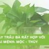Ý Nghĩa Phong Thủy Của Cây Trầu Bà: Cách Trồng và Chăm Sóc Hợp Mệnh
