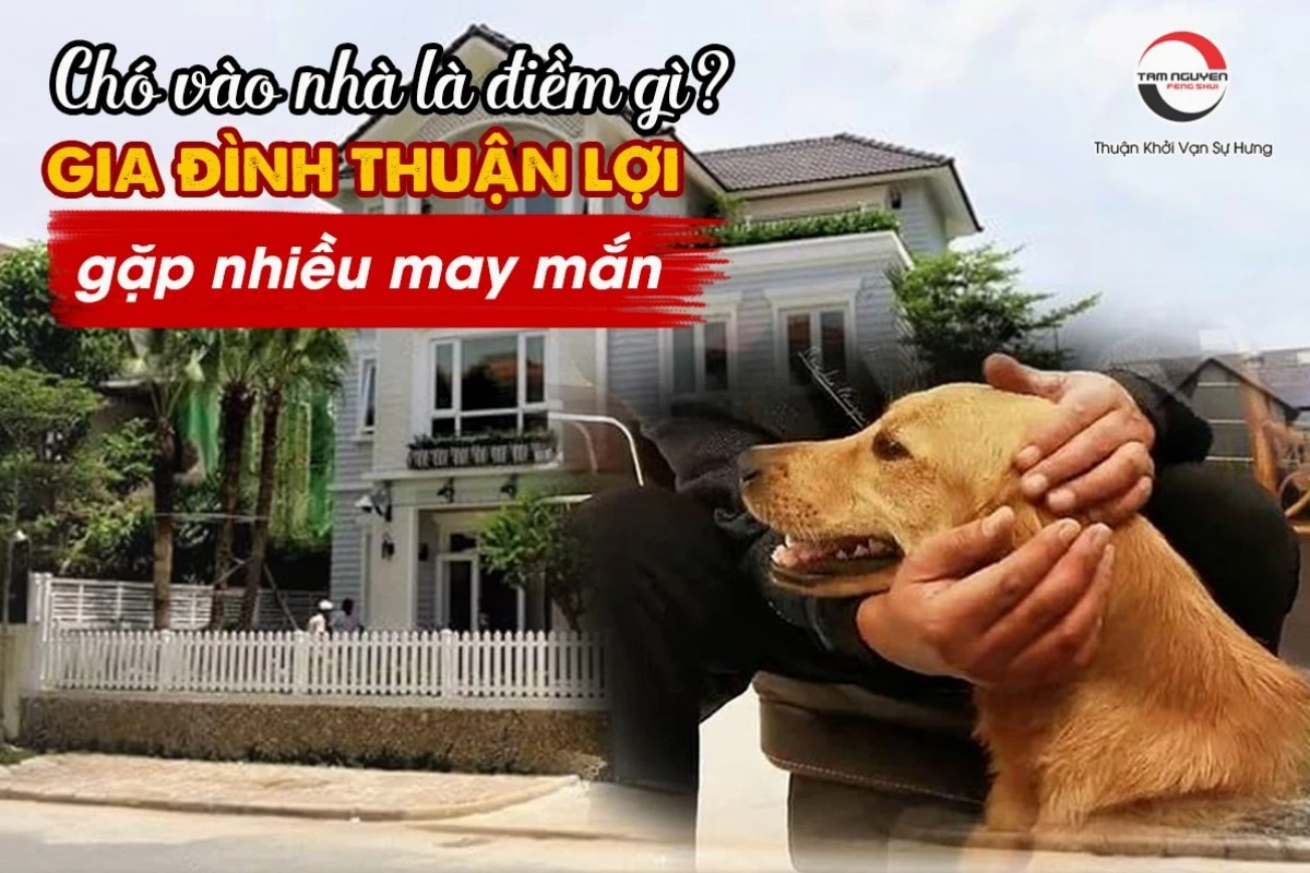 Chó Vào Nhà Là Điềm Gì? Giải Mã Ý Nghĩa Tâm Linh Chi Tiết Nhất 2026