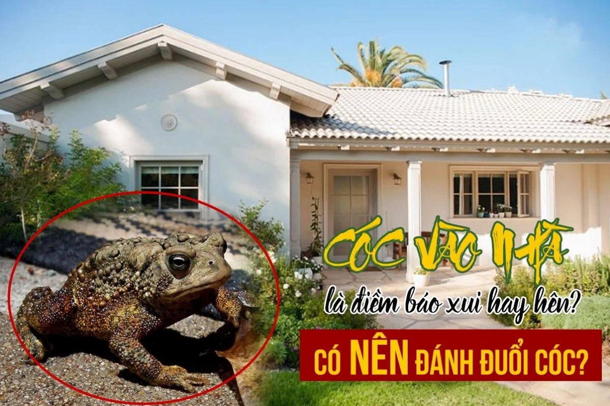 Cóc Vào Nhà Là Điềm Gì? Giải Mã Ý Nghĩa Theo Phong Thủy Và Khoa Học