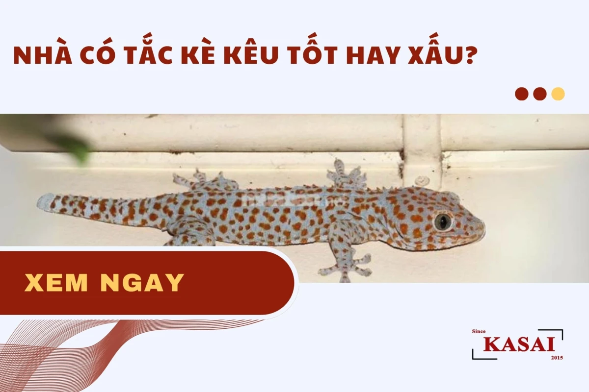 Tắc kè kêu 11 tiếng: Giải mã điềm báo tâm linh và phong thủy