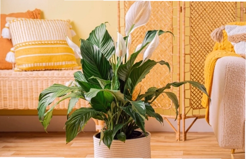 4 loại cây cảnh không nên đặt ở phòng khách vì có thể ảnh hưởng tài lộc