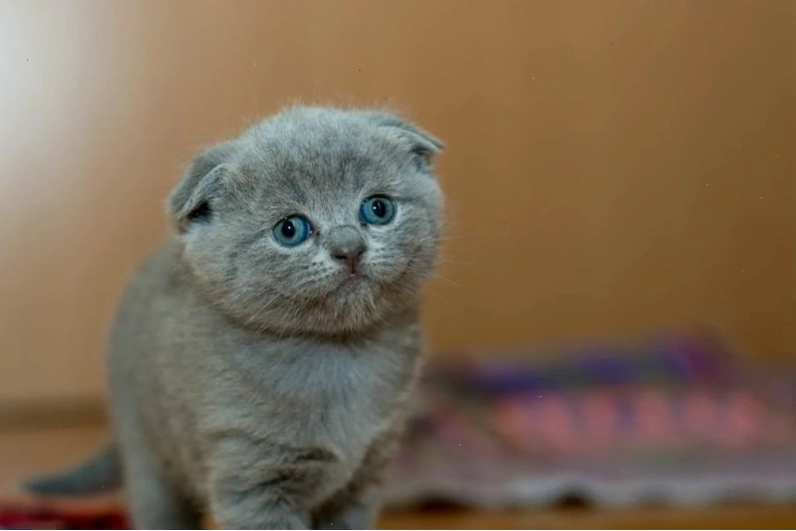 Ảnh mèo cute đang lim dim ngủ ngon lành