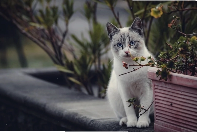Ảnh mèo cute trên bãi cỏ xanh mướt